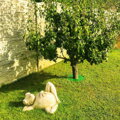 Ochrana TreeGuard®, na stromčeky