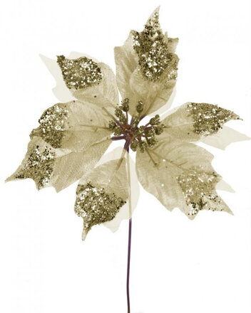 Kvet Poinsettia Glisheer Gold, zlatá, stonka, 23x25 cm